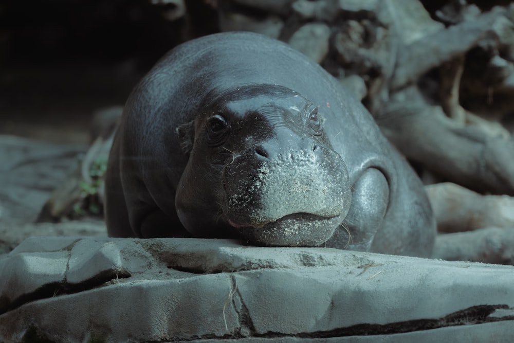 a large hippo laying on top of a rock