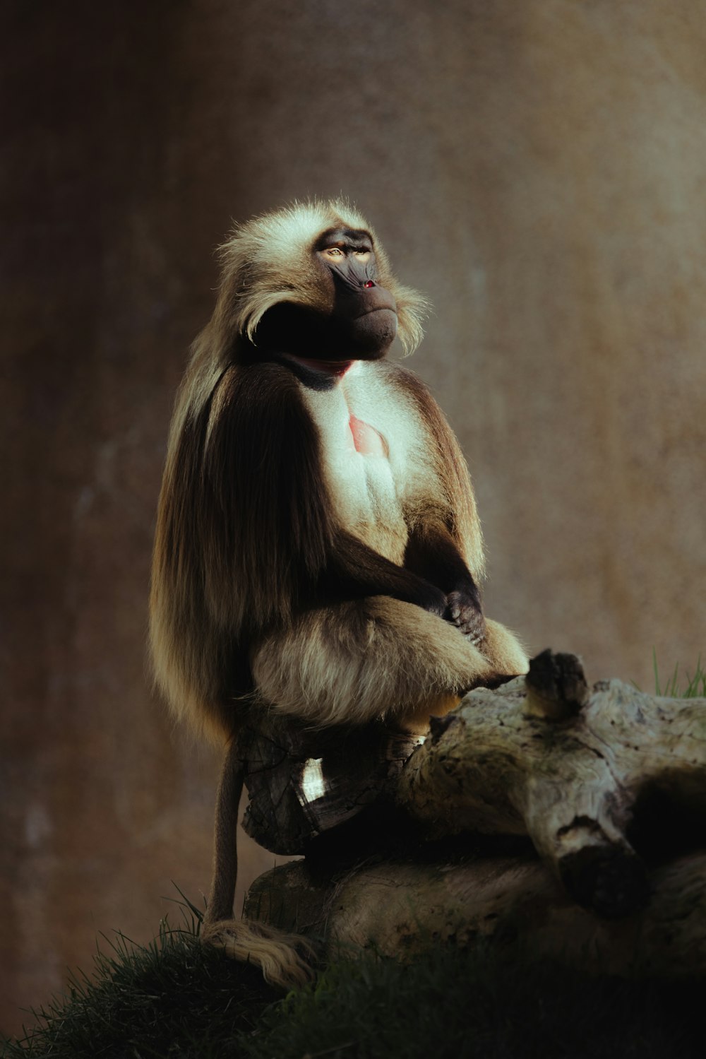 a monkey sitting on top of a tree branch