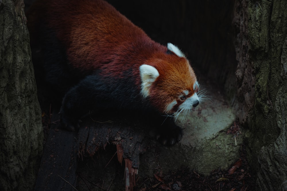 a red panda sleeping on a tree trunk