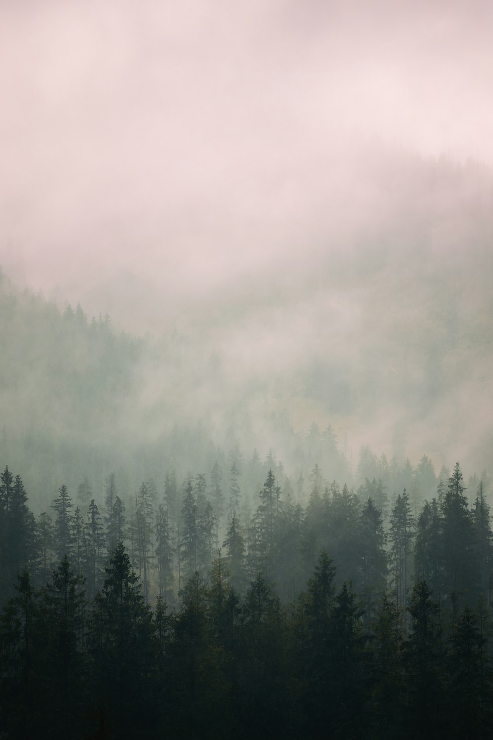 a foggy forest filled with lots of trees