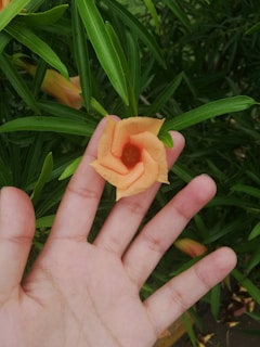 Hands gently holding a blooming spring flower, highlighting care and natural beauty.