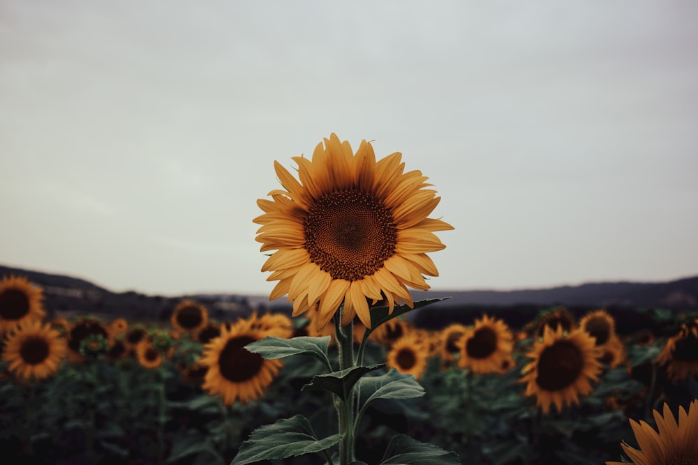 a large sunflower standing in a field of sunflowers