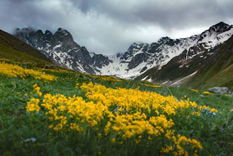 Vibrant Valley of Flowers in full bloom with trekkers admiring the view.