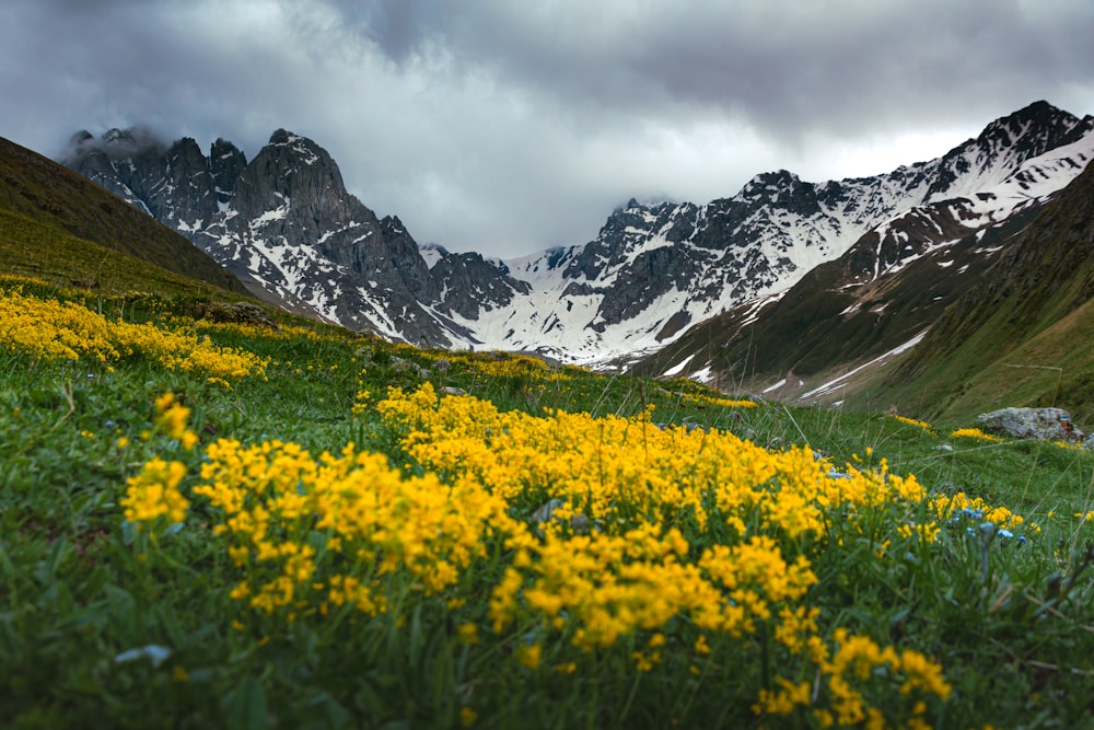 a field of yellow flowers with mountains in the background