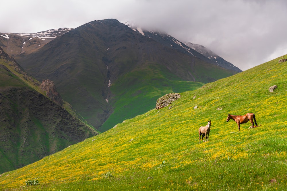 a couple of horses standing on top of a lush green hillside