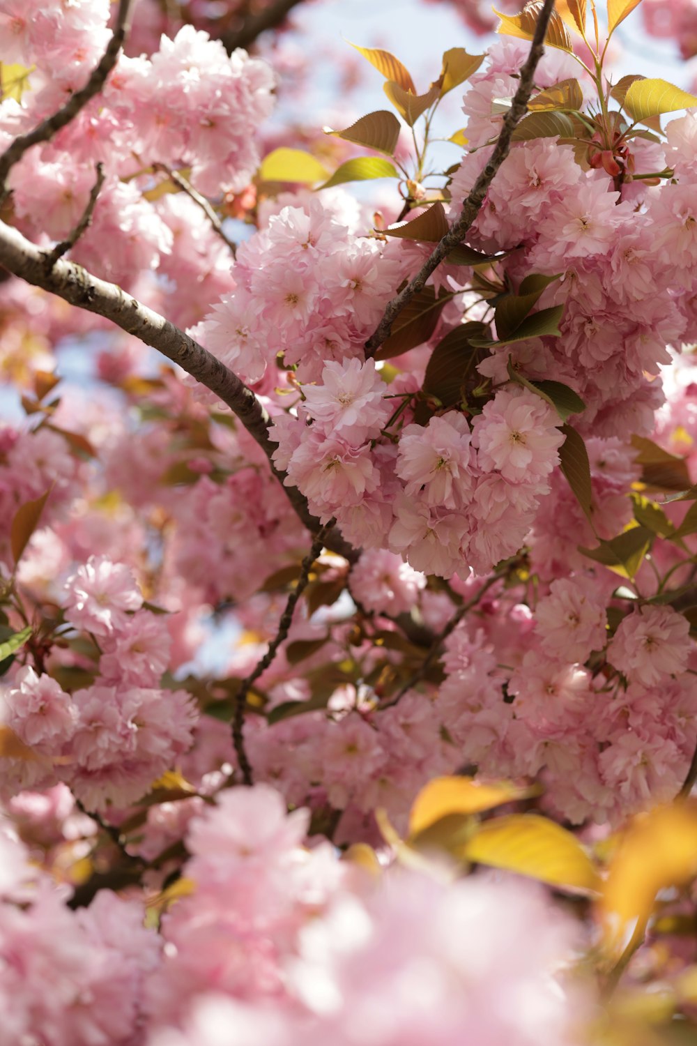 a tree with lots of pink flowers on it