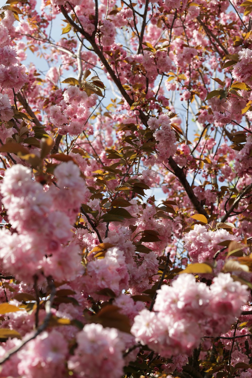 a tree with lots of pink flowers on it