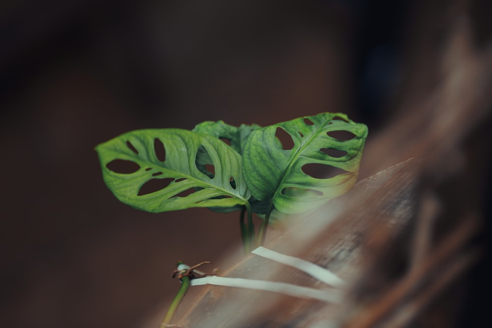 a green plant with holes in it's leaves