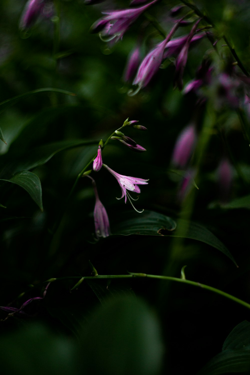 a close up of a plant with purple flowers