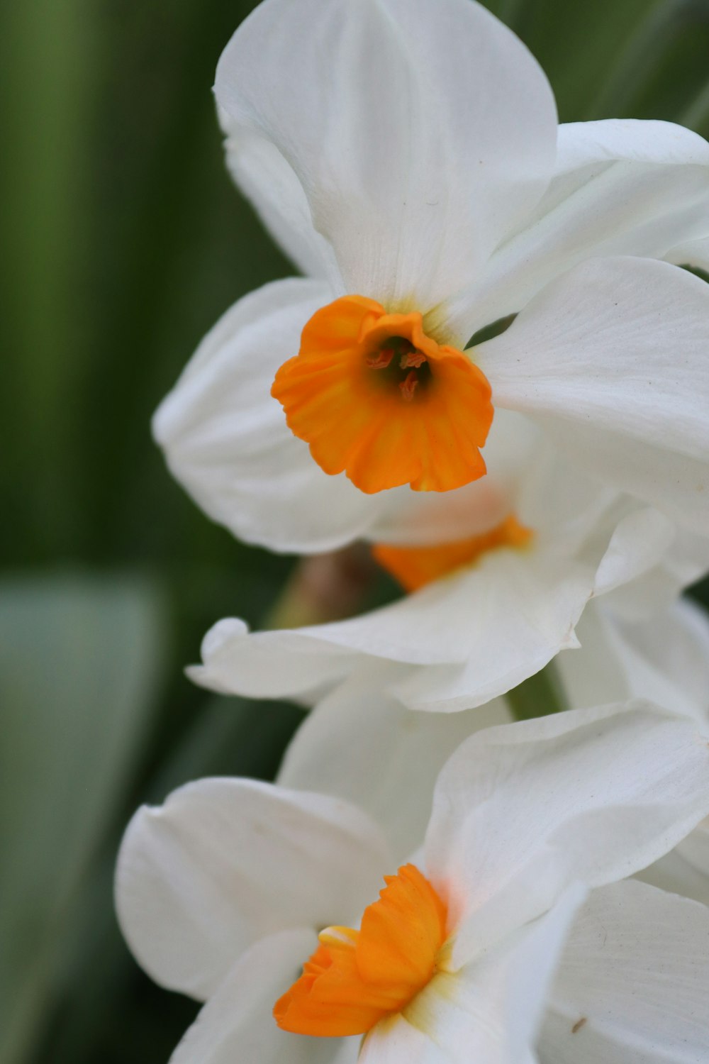 a group of white flowers with orange centers