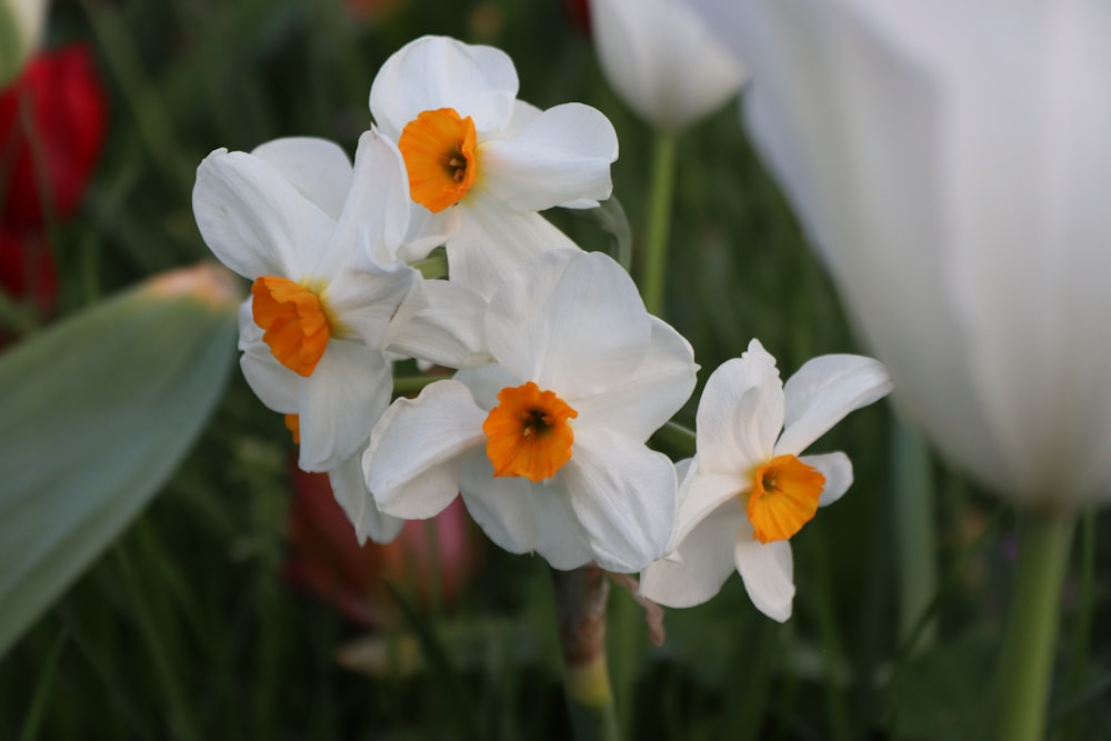 um grupo de flores brancas com centros alaranjados