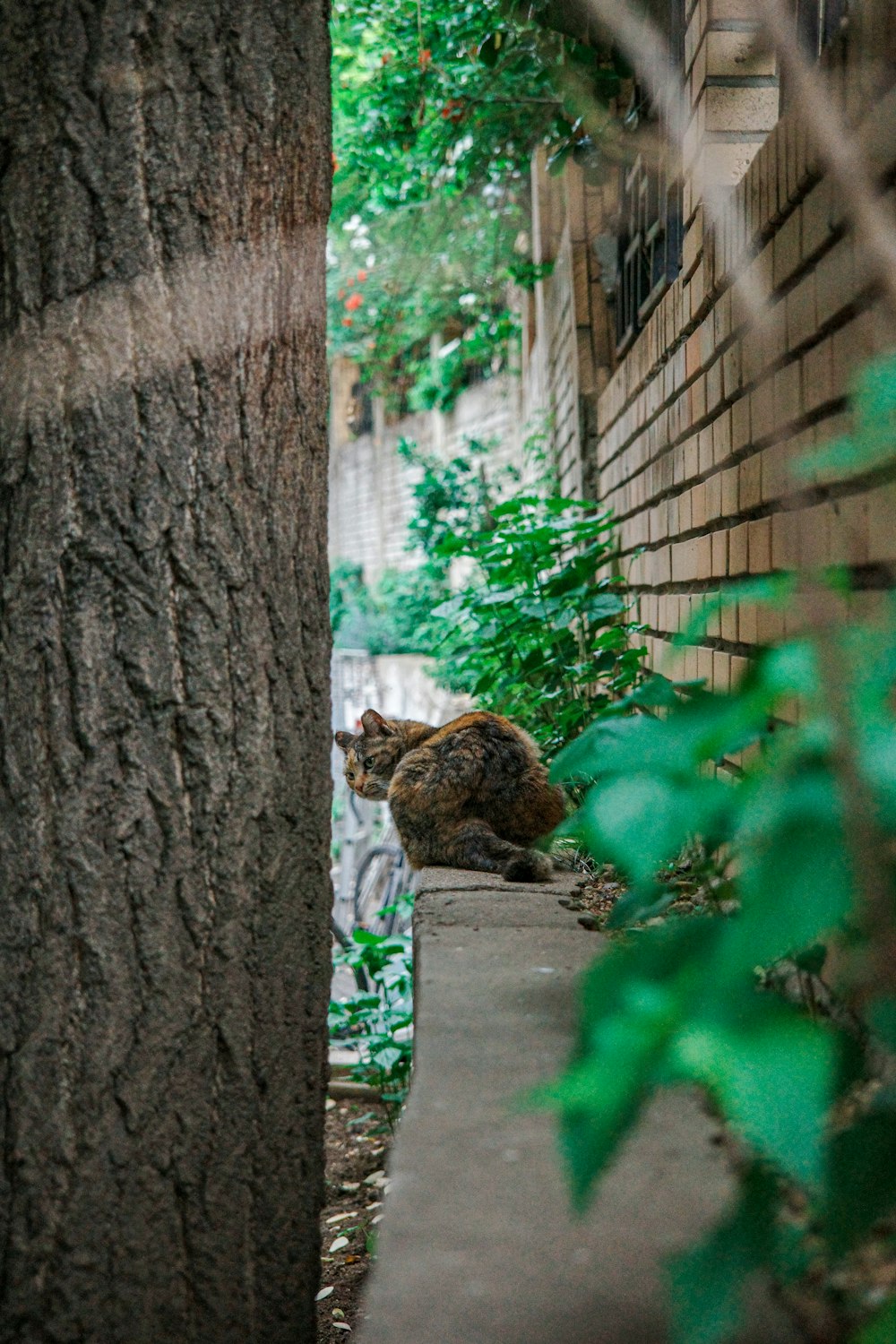 a cat that is sitting on a ledge next to a tree