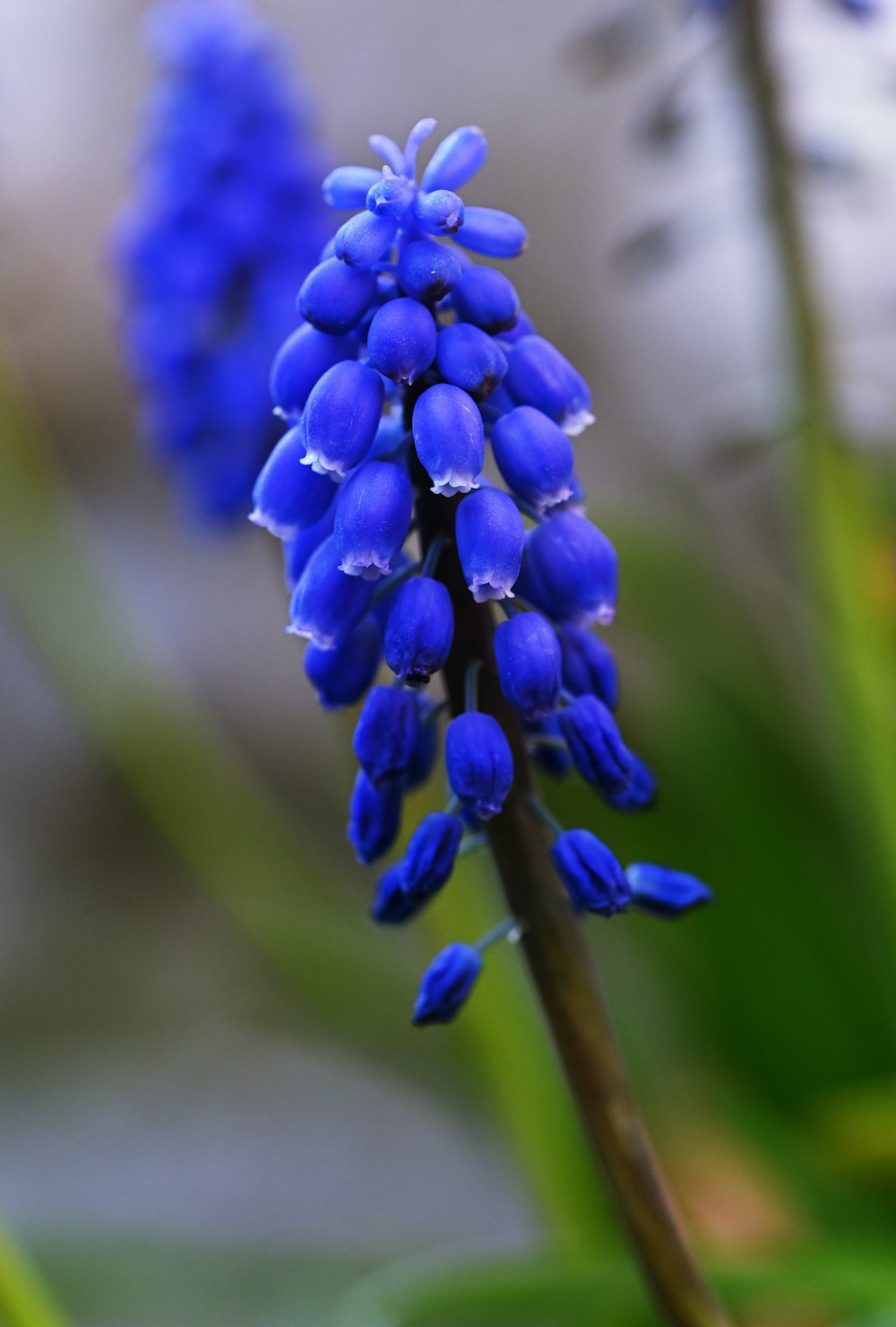 a close up of a blue flower with a blurry background