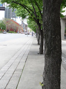 Volunteers planting trees along a city street to green the urban environment.
