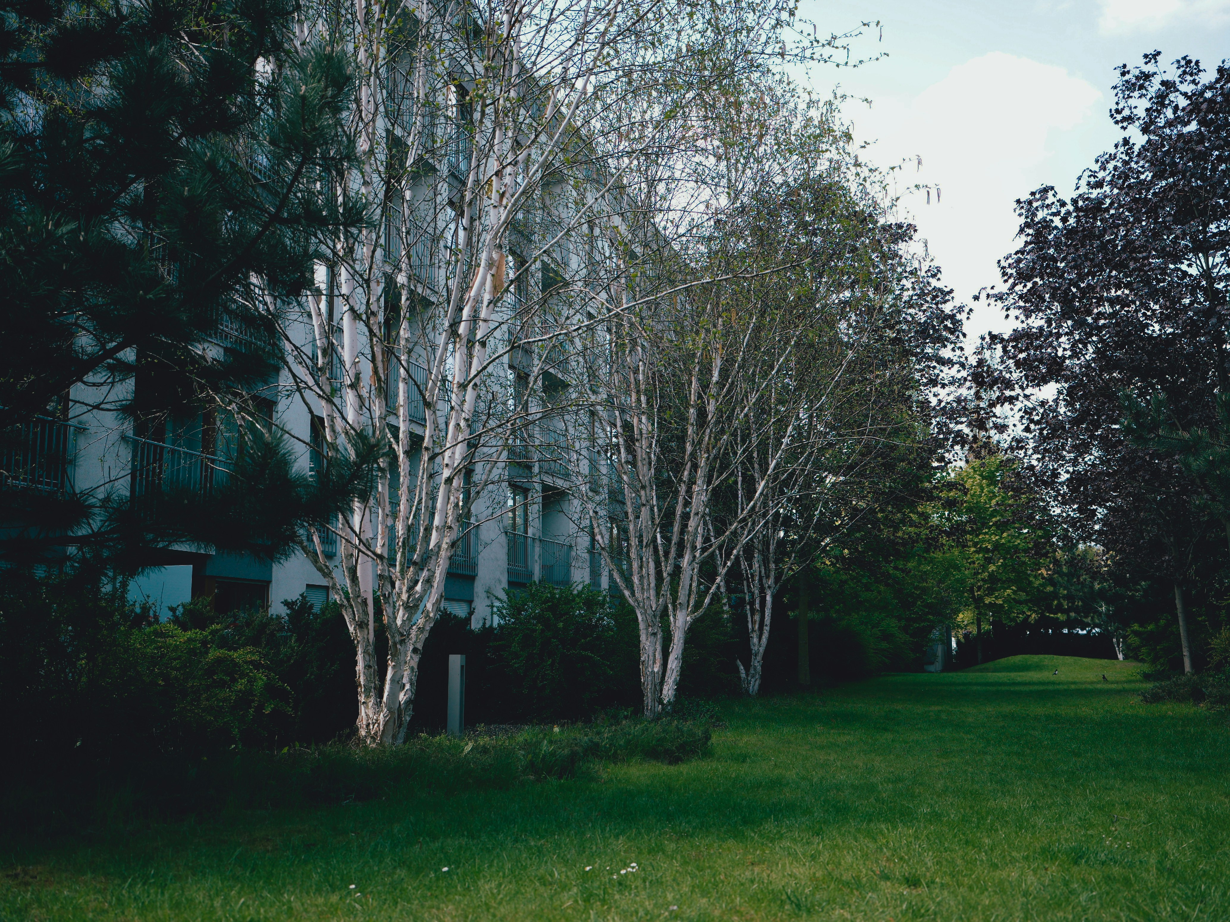 a row of trees in front of a building