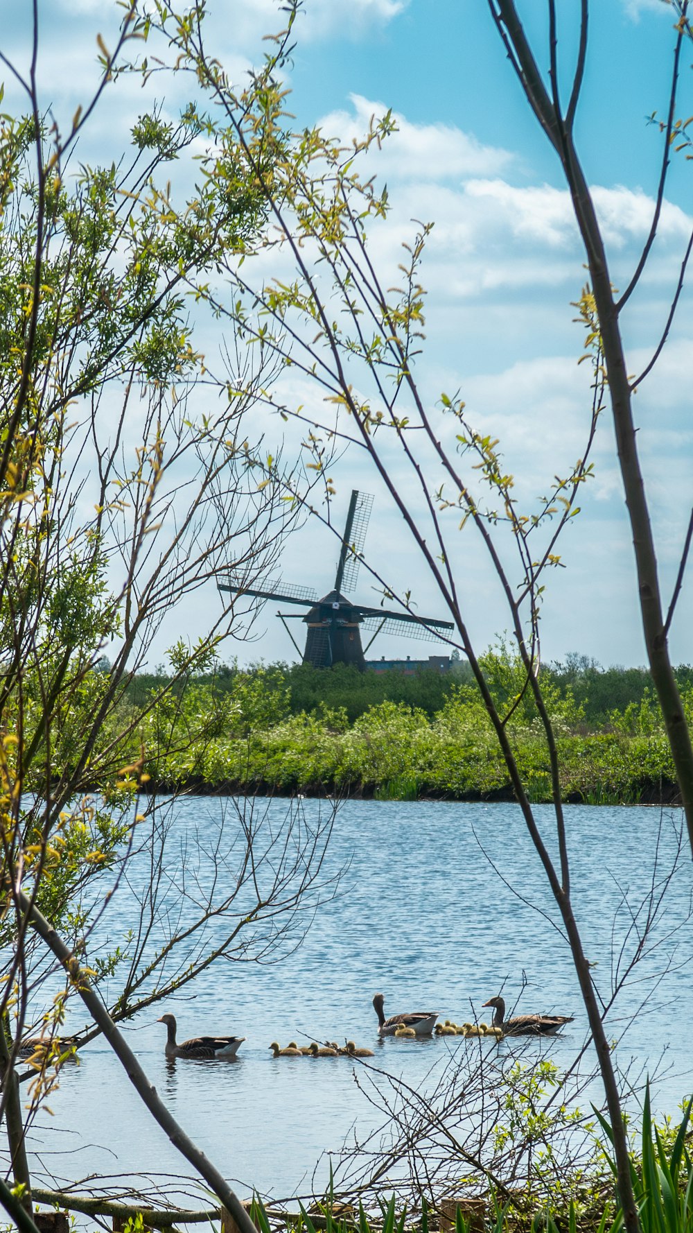 a group of ducks floating on top of a lake next to a windmill