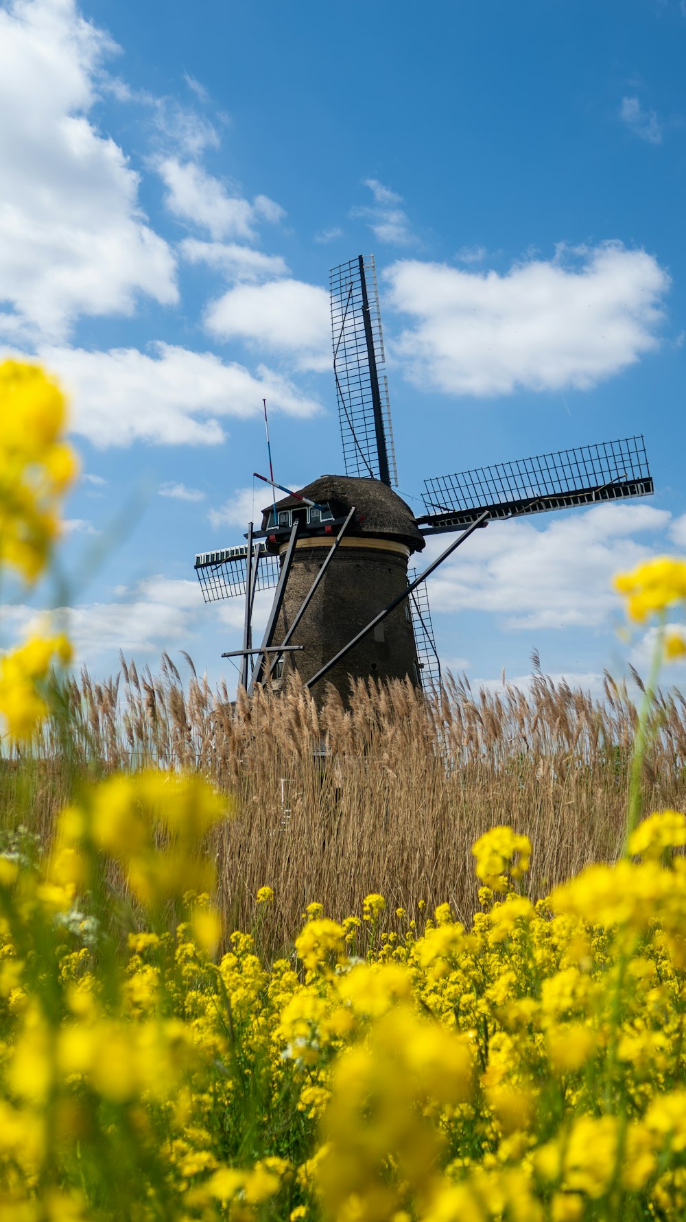 a windmill in a field of yellow flowers