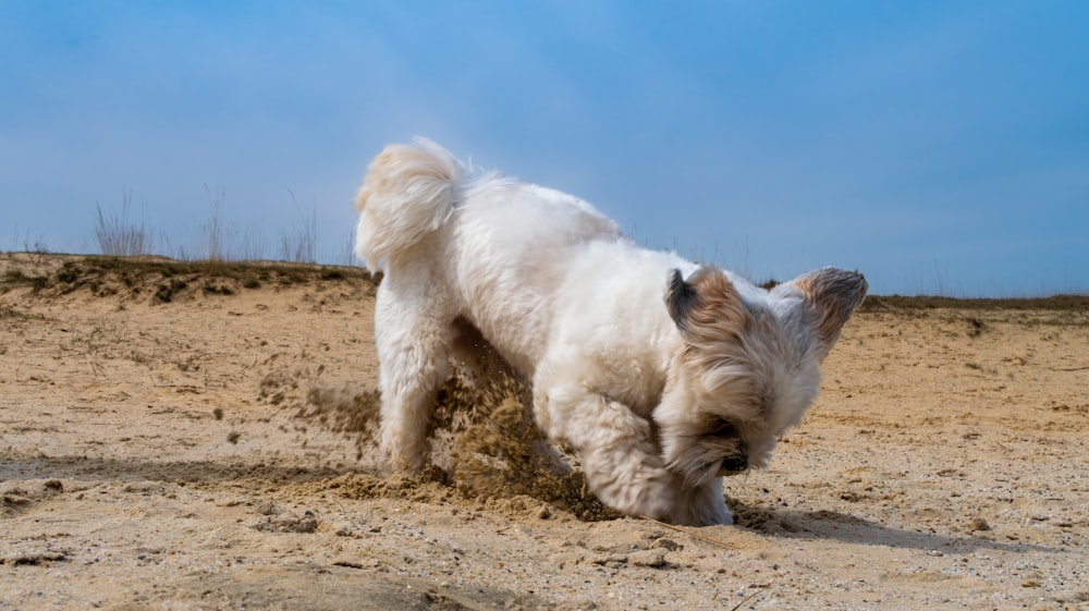 a small white dog digging in the sand