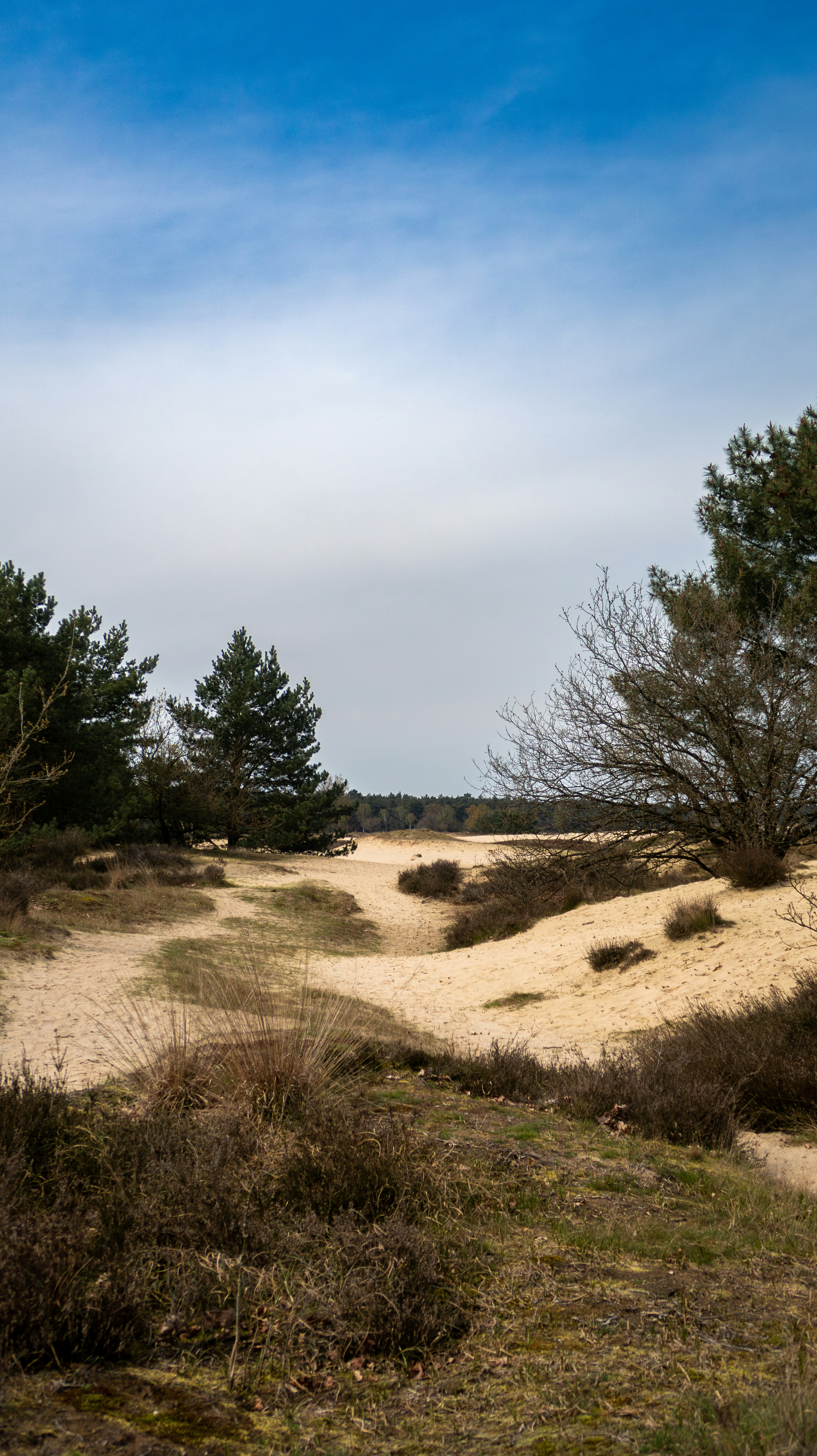 a grassy field with trees in the distance