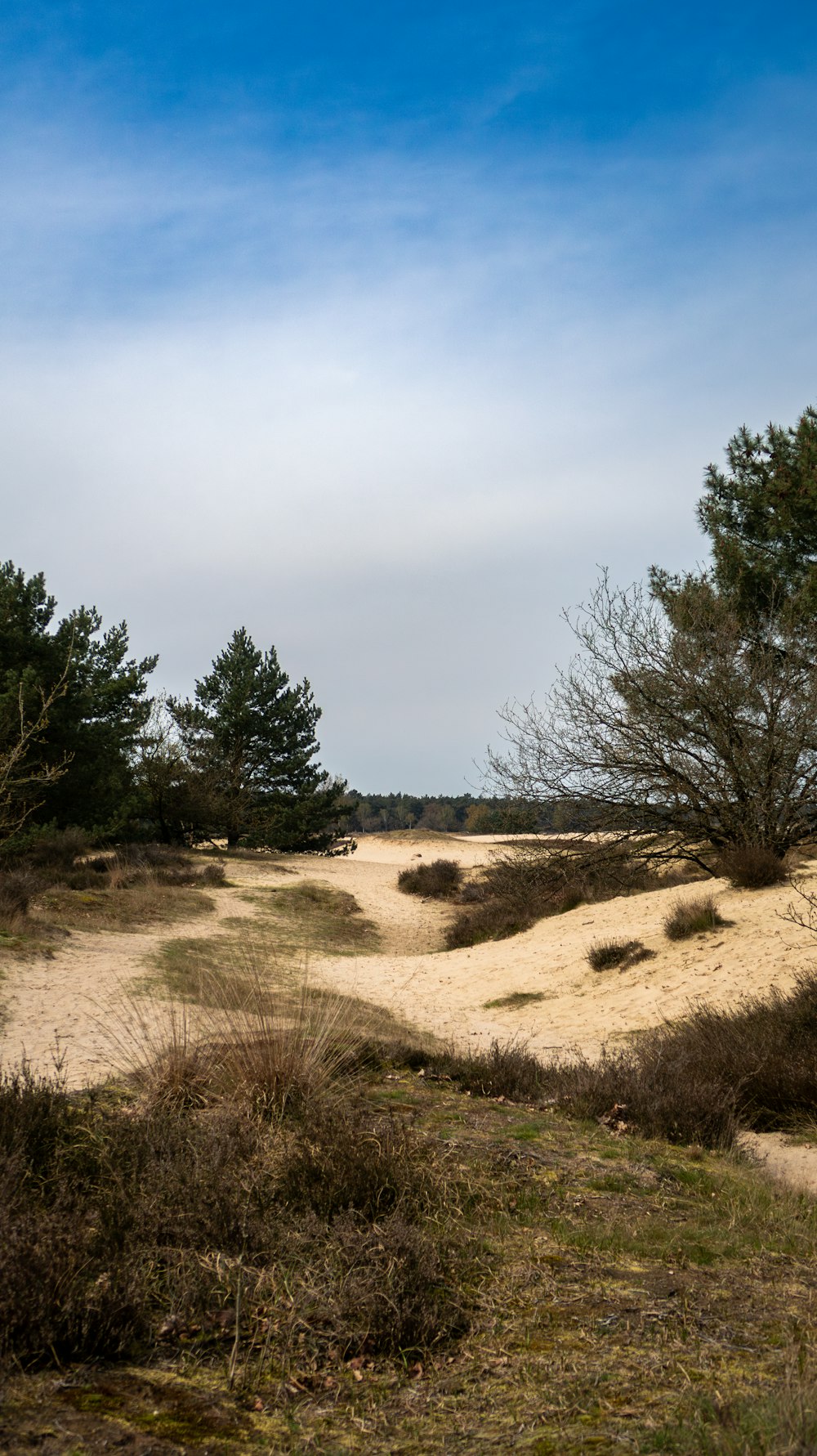 a grassy field with trees in the distance