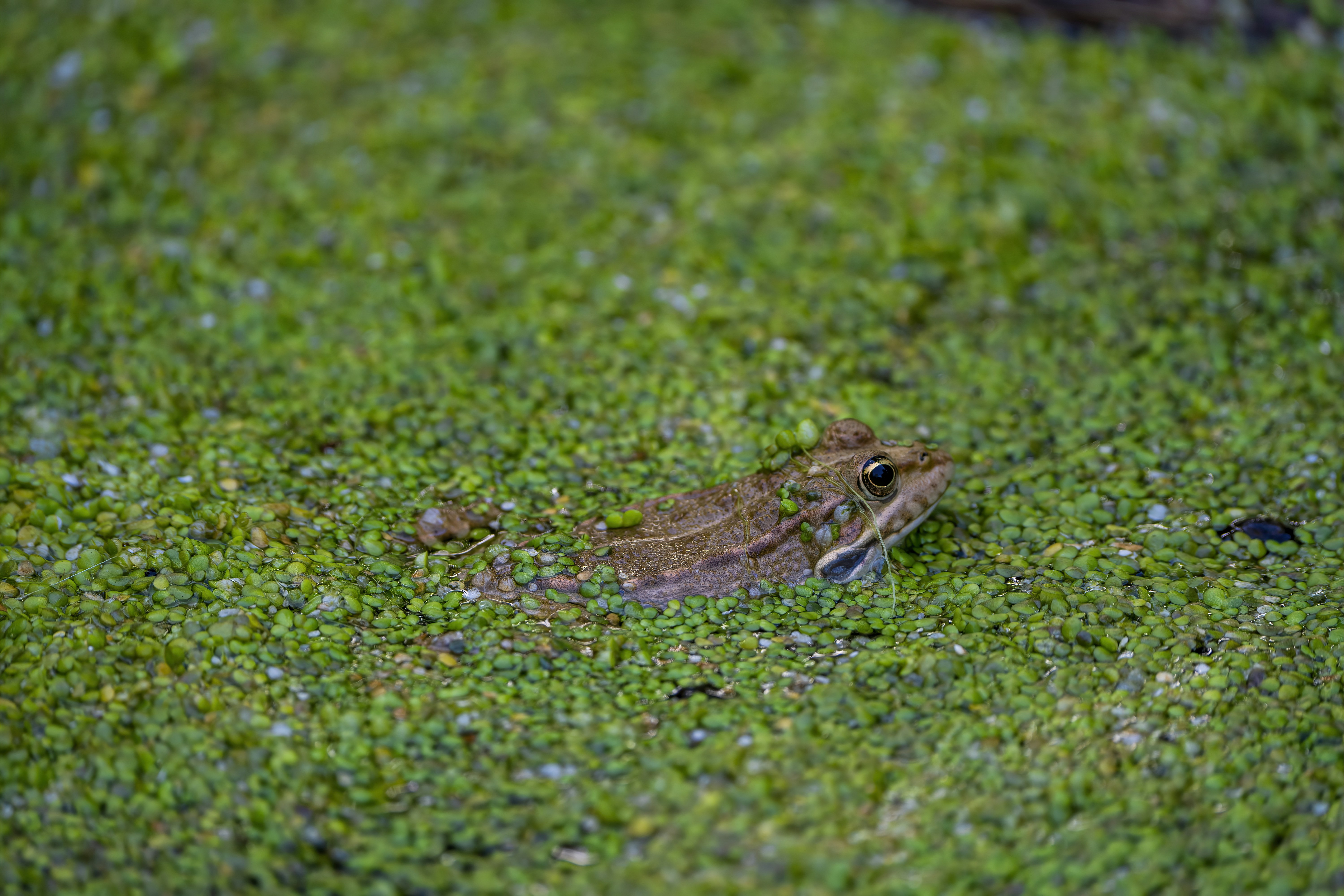 Leapfrog your way down this page and be amazed at how gorgeous and clear our huge collection of frog images is! Taken by professional photographers, meticulously curated, and always free to Unsplash users!