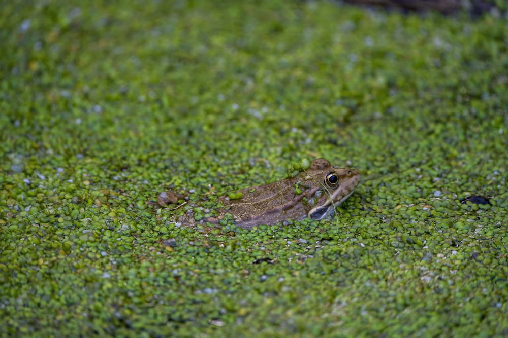 a frog sitting on top of a lush green field