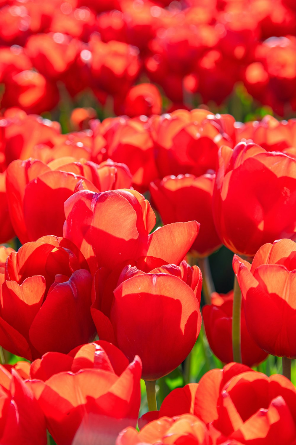 a field of red tulips with green stems