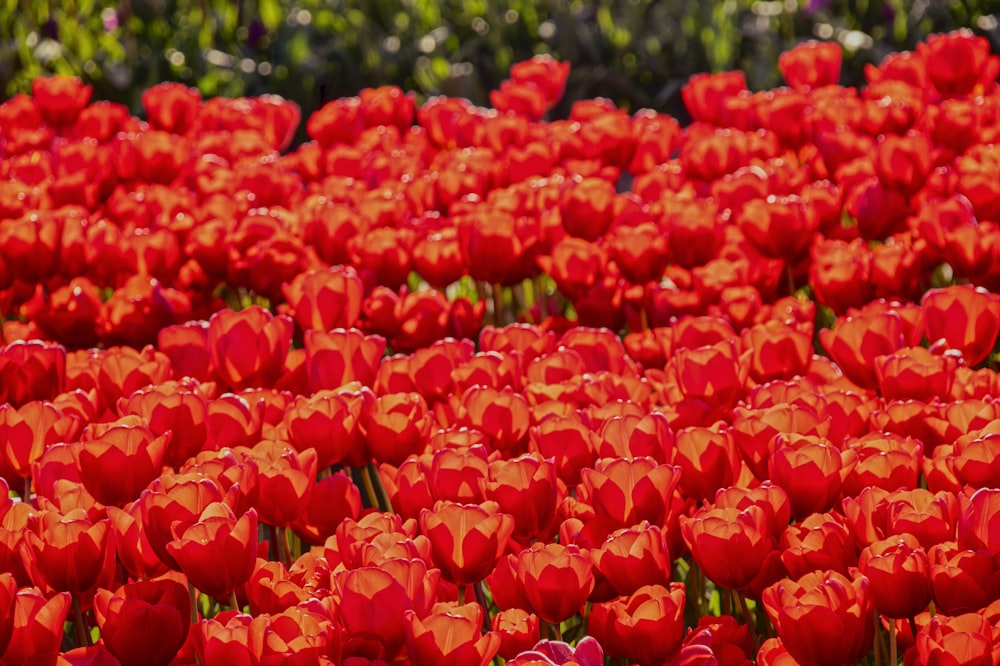 a field of red tulips with green leaves in the background