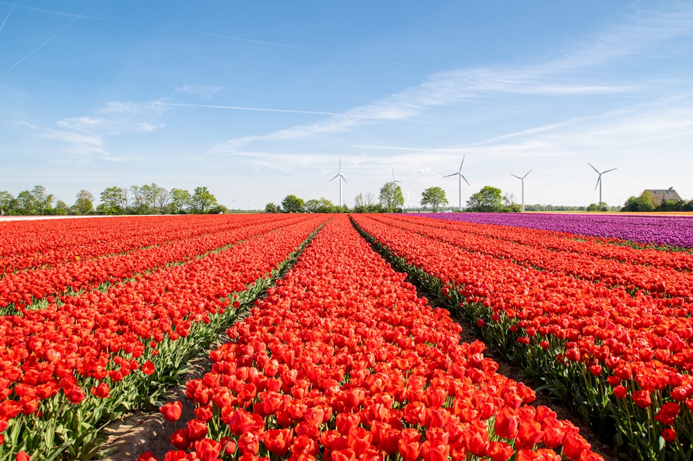 Un campo de tulipanes rojos con molinos de viento al fondo