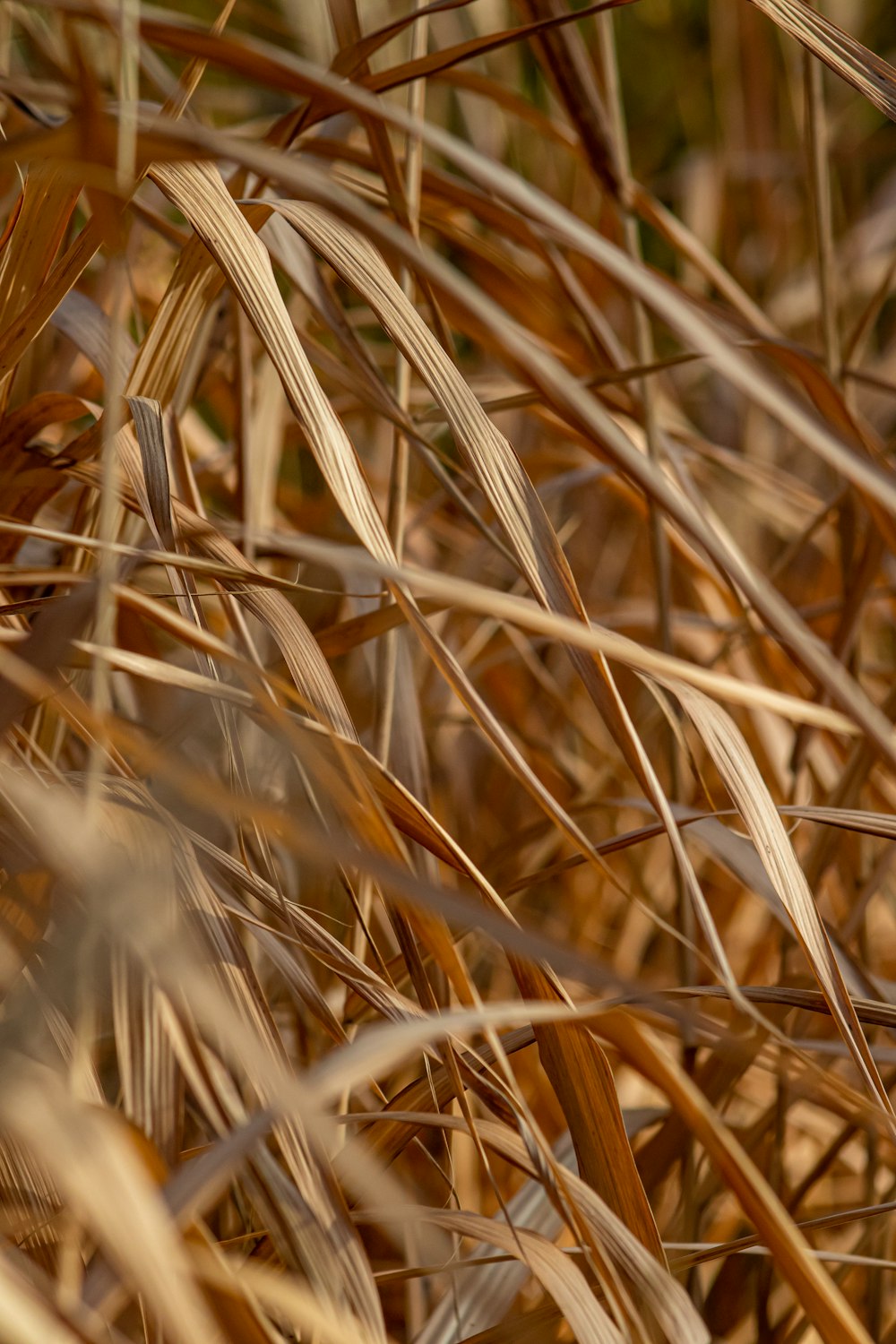 a close up of a bird in a field of grass