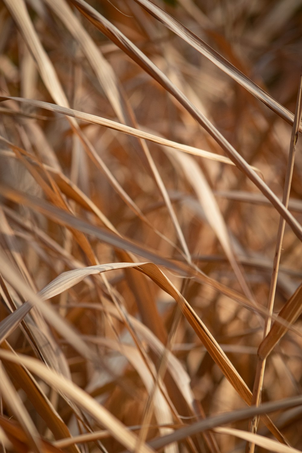 a close up of a bunch of dry grass