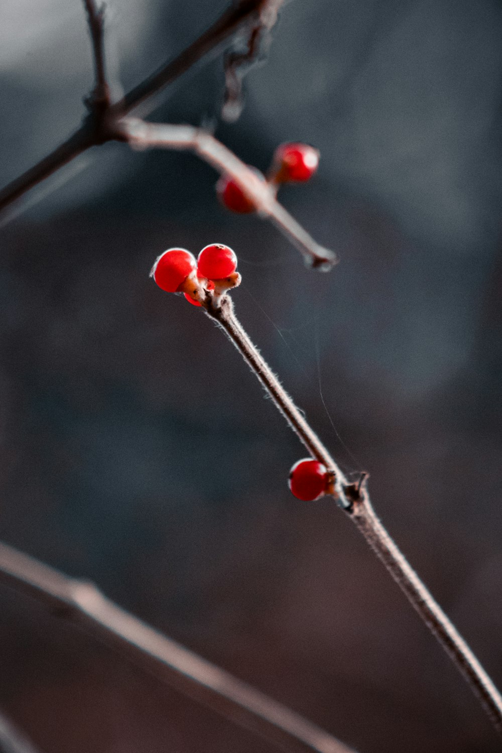 a branch with some red berries on it