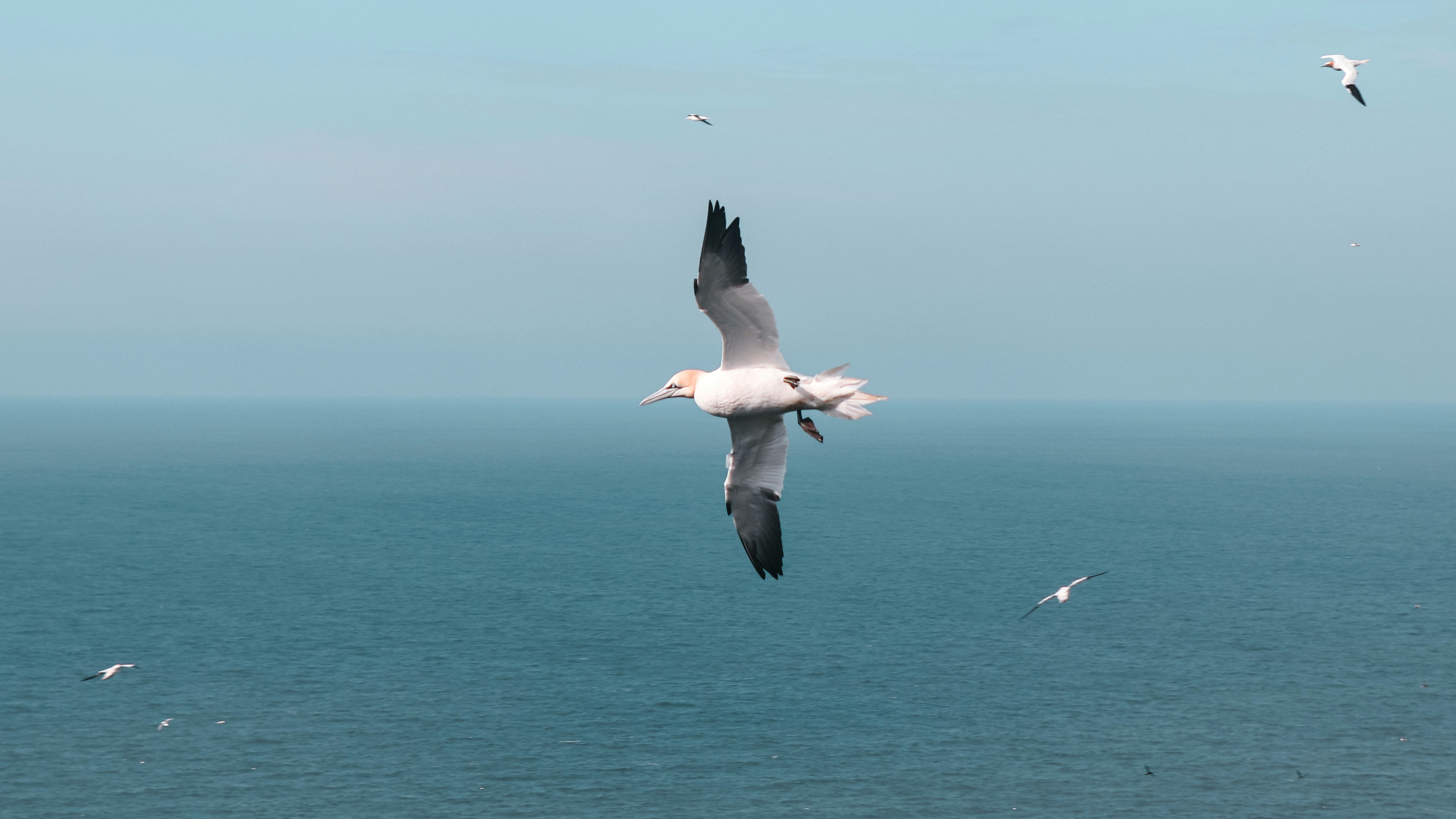 Una gaviota volando sobre el océano con gaviotas en el fondo