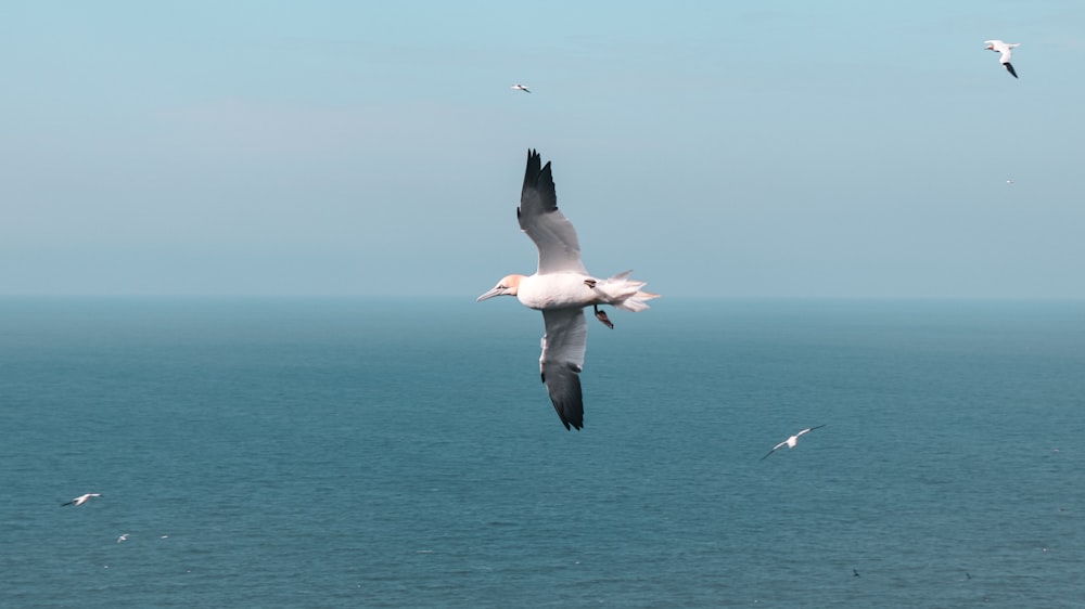 a seagull flying over the ocean with seagulls in the background