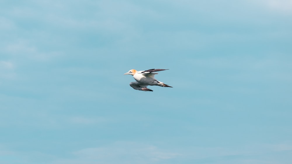 a seagull flying in the sky with its wings spread