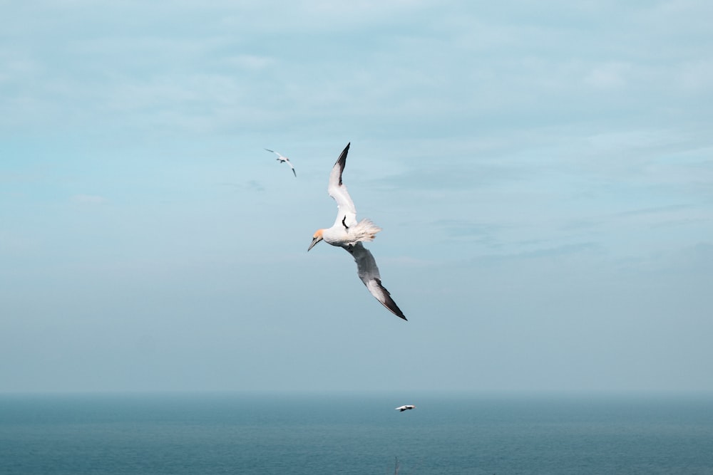 a seagull flying over the ocean on a sunny day