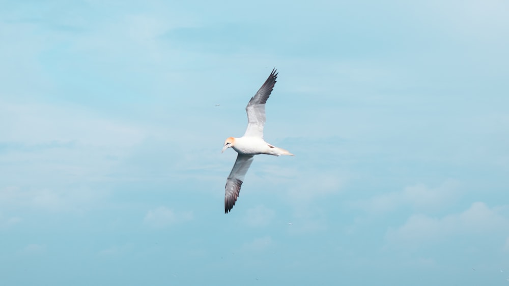 a seagull flying in the sky with a fish in it's beak