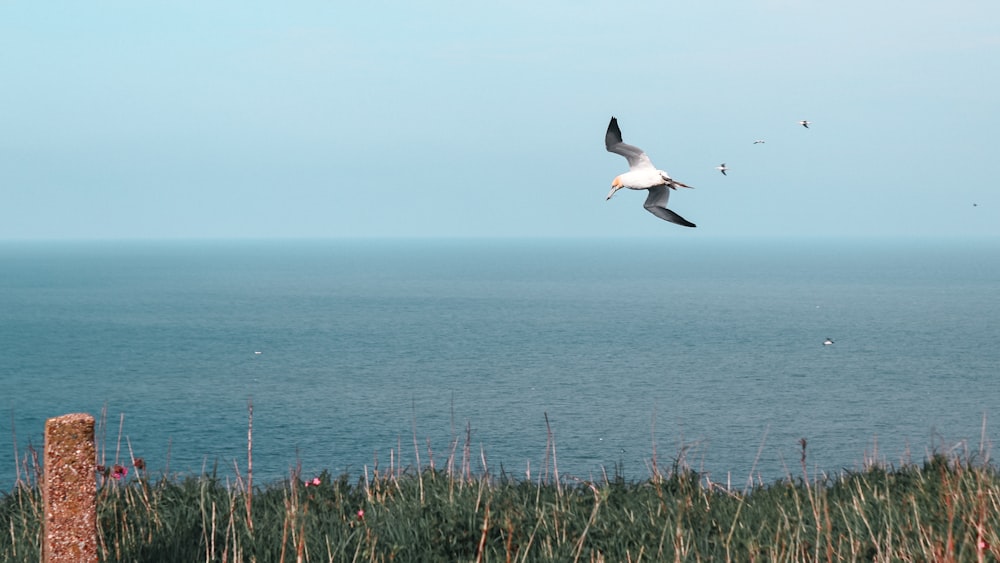 a seagull flying over a body of water