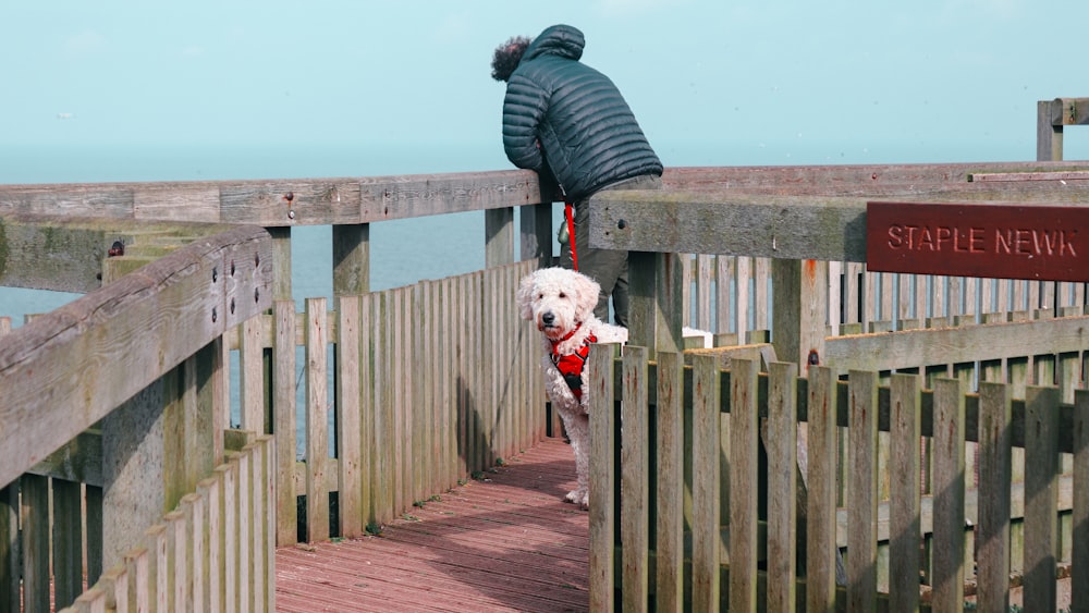 a white dog standing on top of a wooden fence