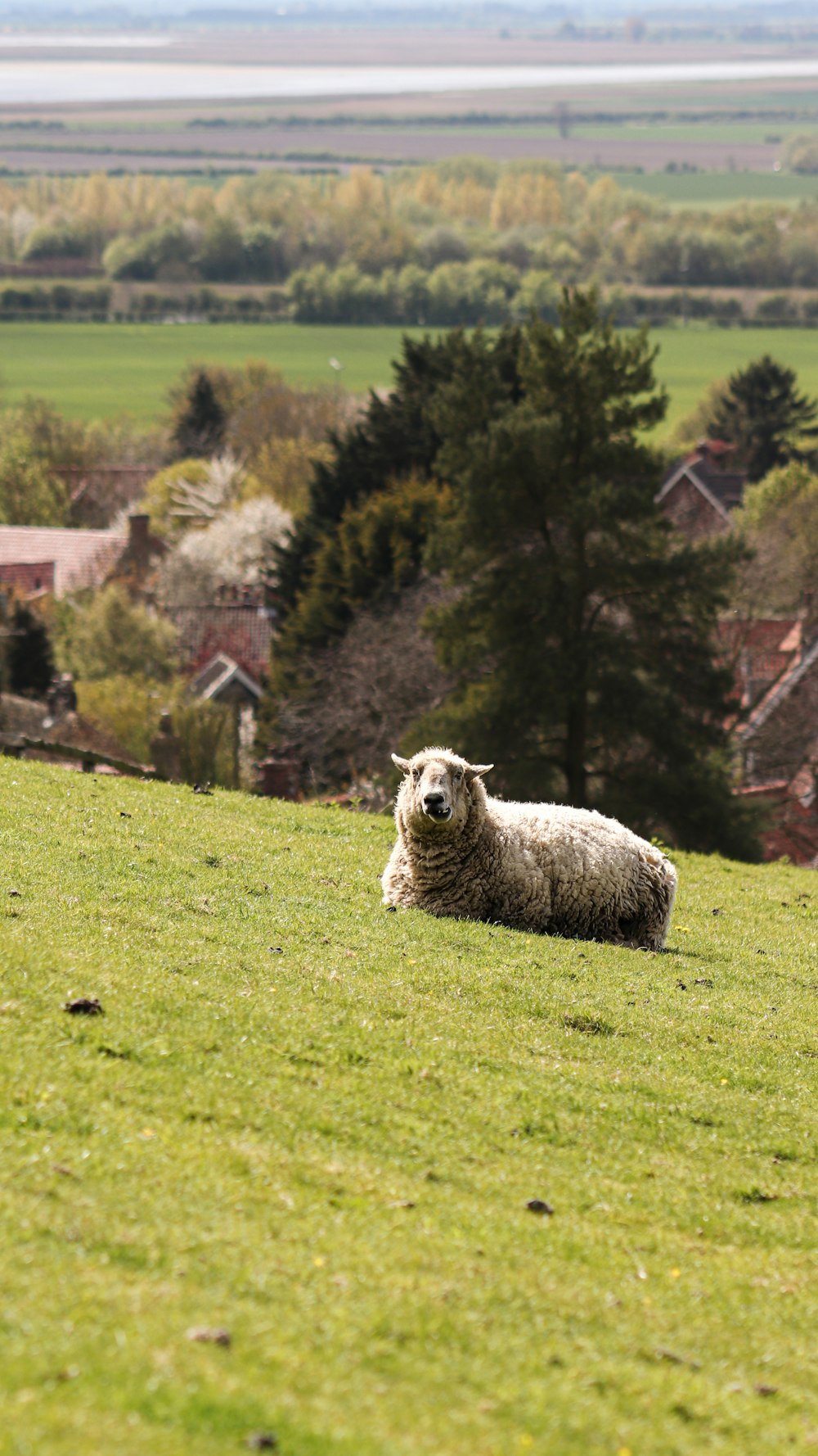 a sheep laying on a lush green hillside
