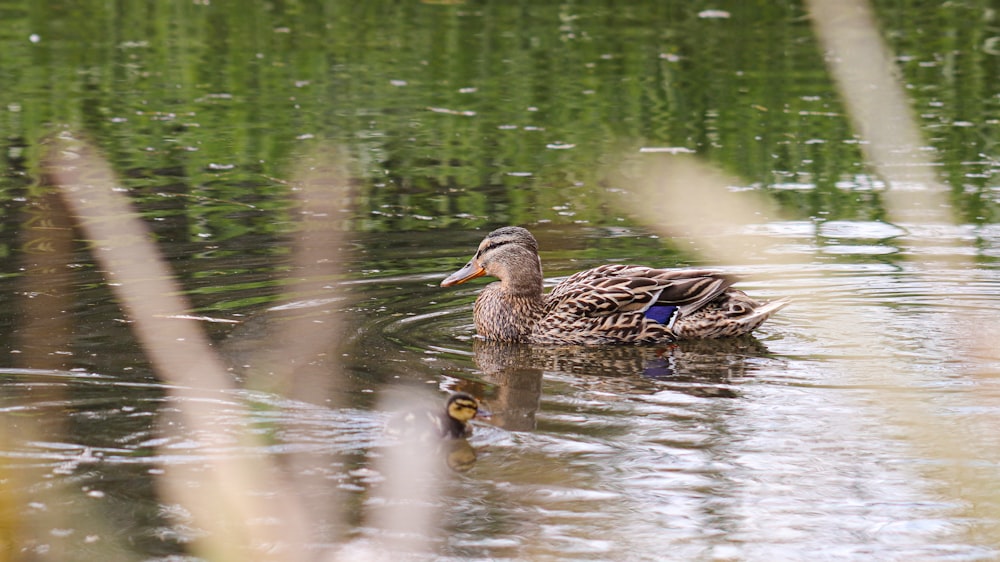 a duck swimming in a pond with a duckling