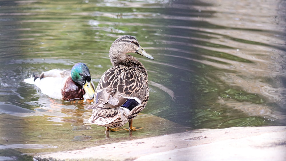 a couple of ducks that are in the water