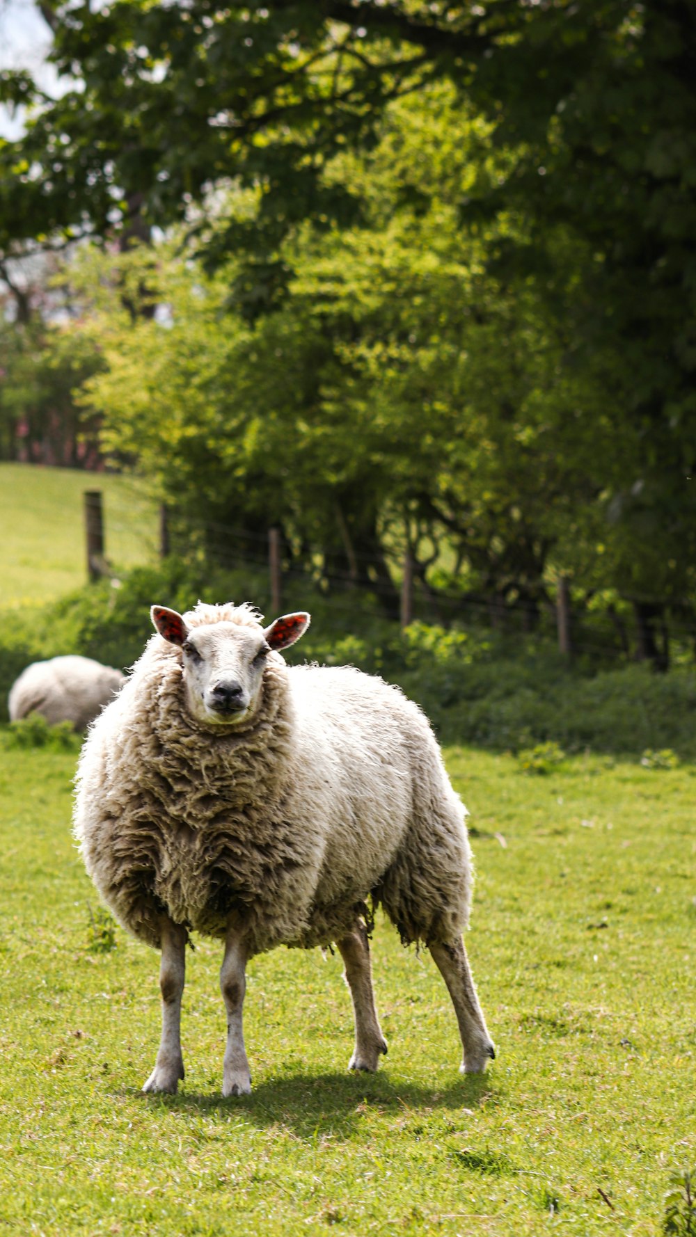 a couple of sheep standing on top of a lush green field