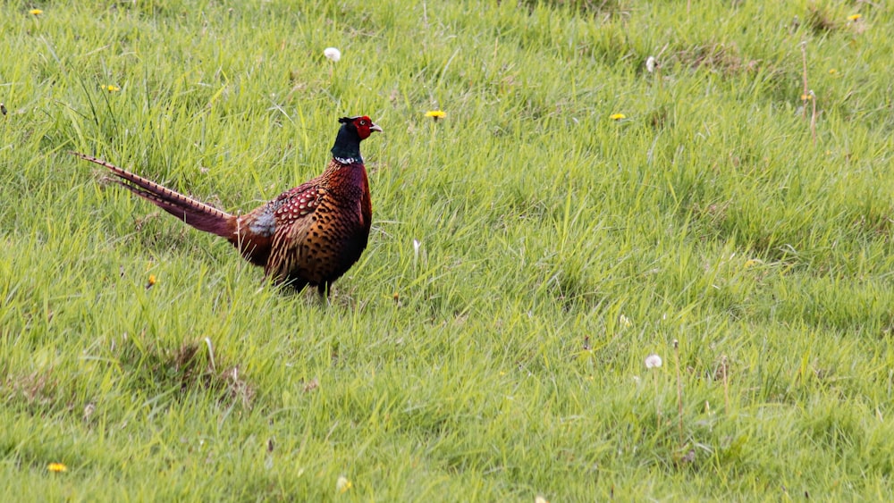 a pheasant standing in the middle of a grassy field