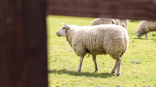 Close-up of a healthy sheep with thick wool in a green field