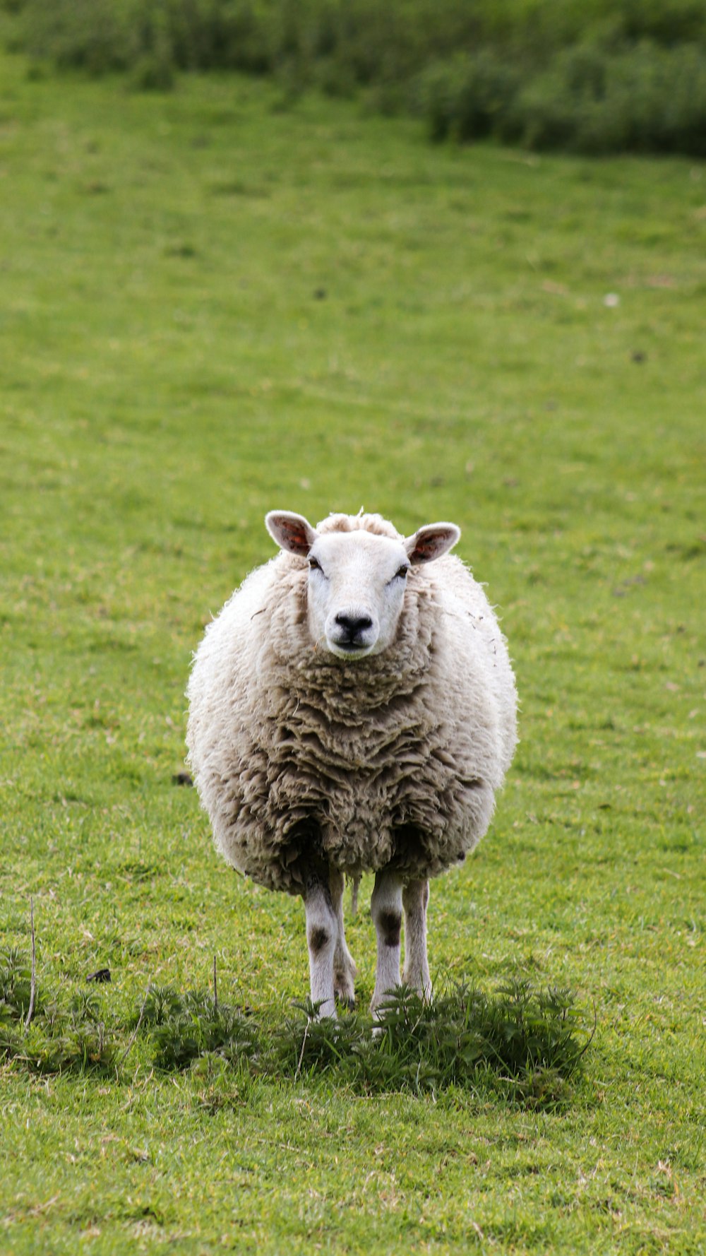 Una oveja de pie en un campo de hierba verde