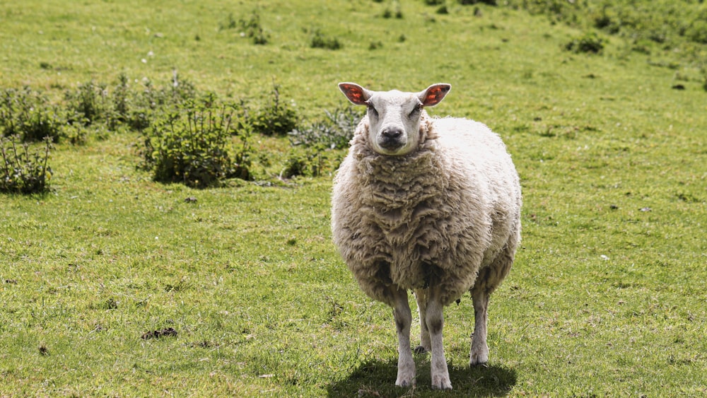 a sheep standing in the middle of a grassy field