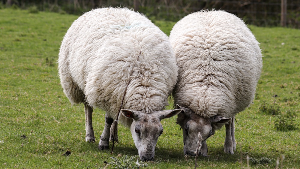 a couple of sheep standing on top of a lush green field