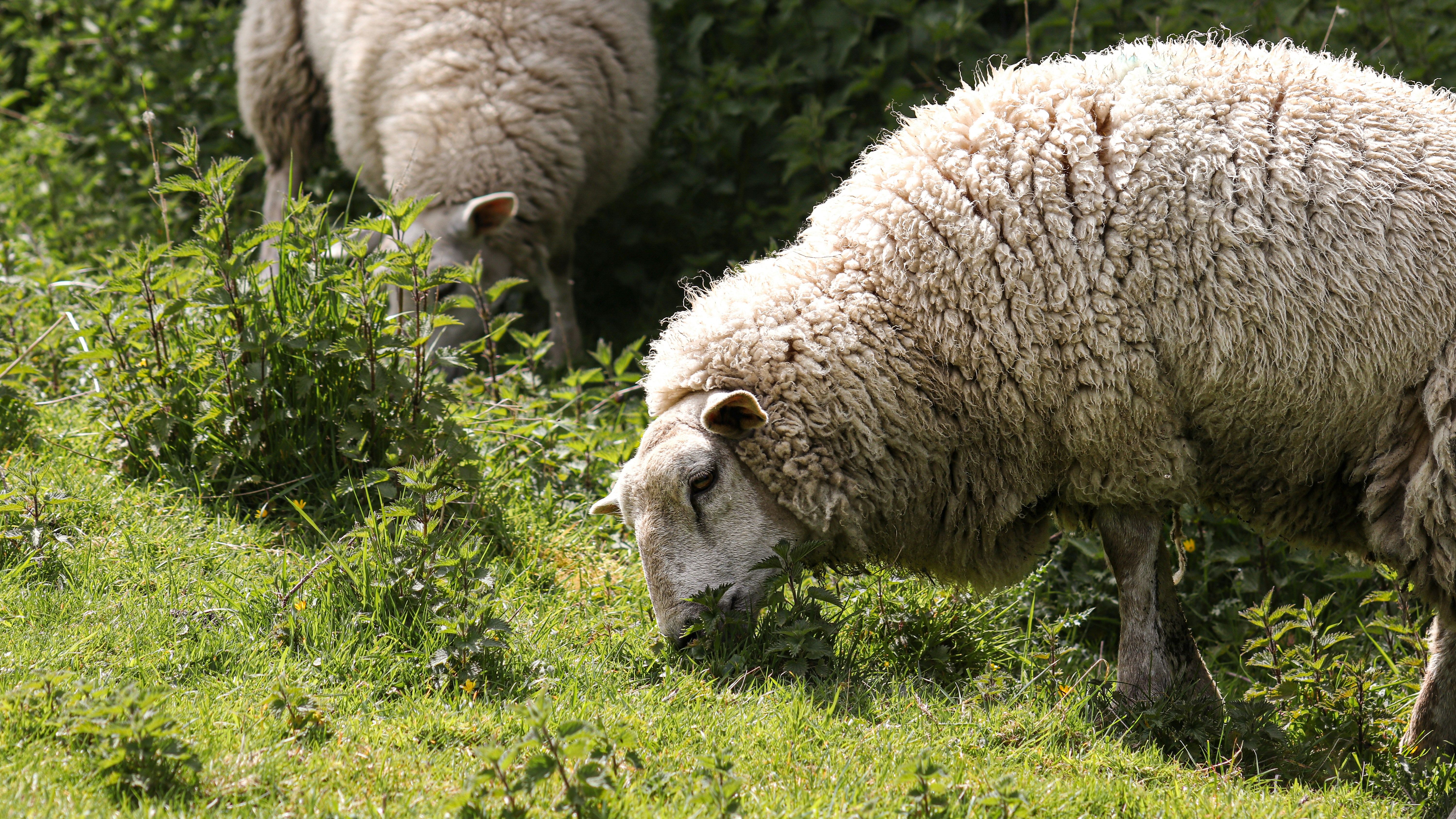 Photo by differentresonance