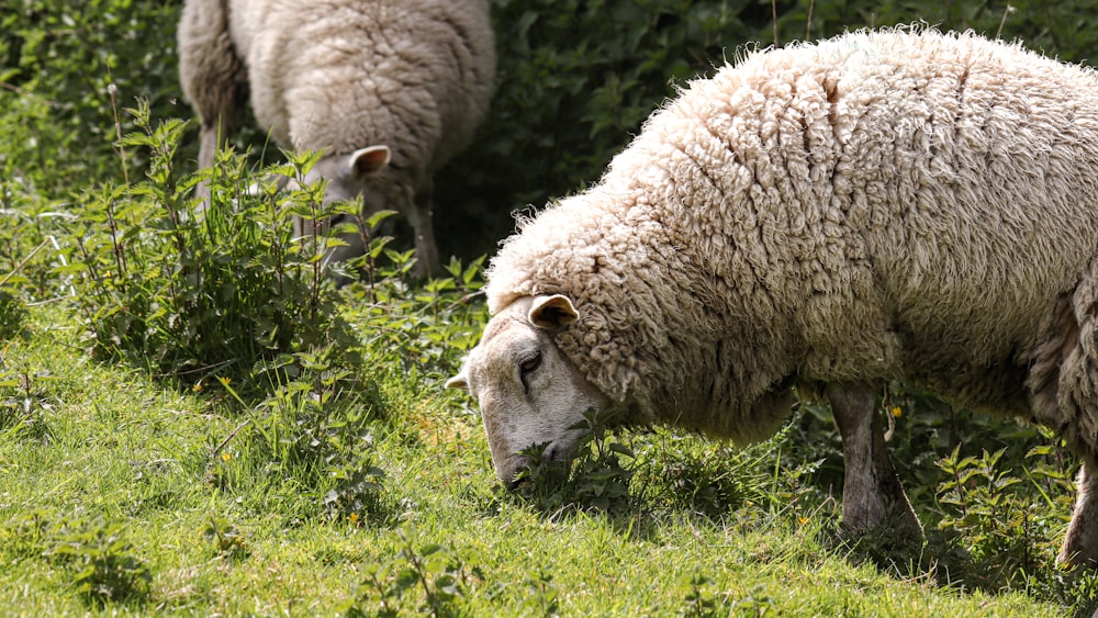 a couple of sheep grazing on a lush green field
